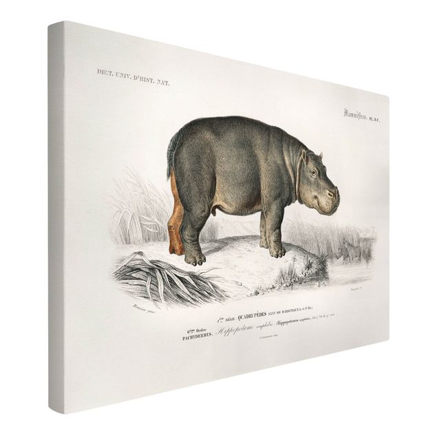Billeder heste Vintage Board Hippo
