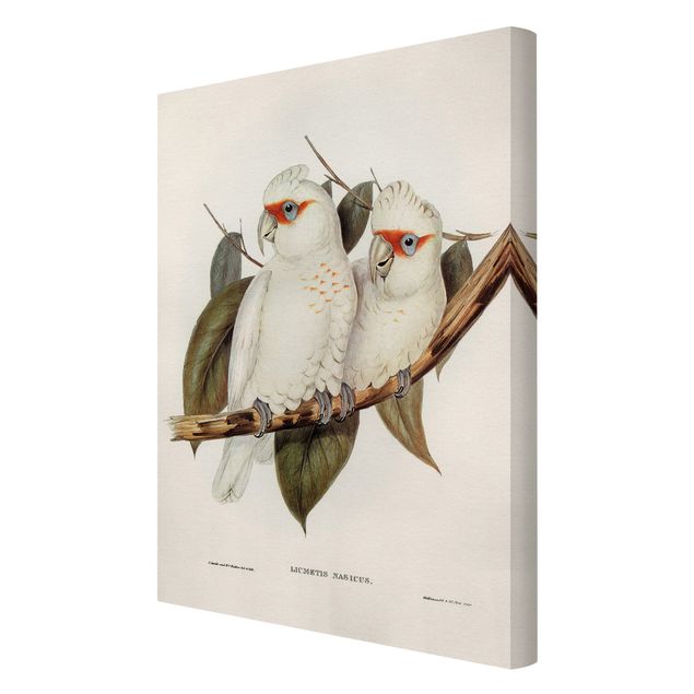 Billeder Vintage Illustration White Cockatoo