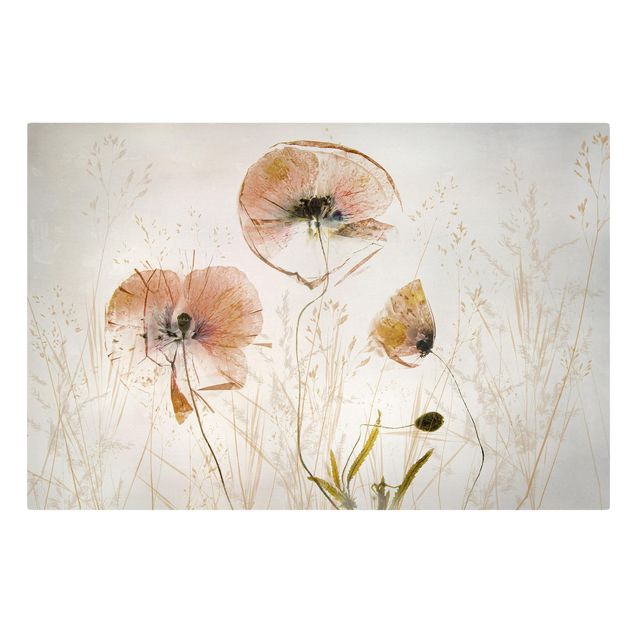 Billeder på lærred blomster Dried Poppy Flowers With Delicate Grasses