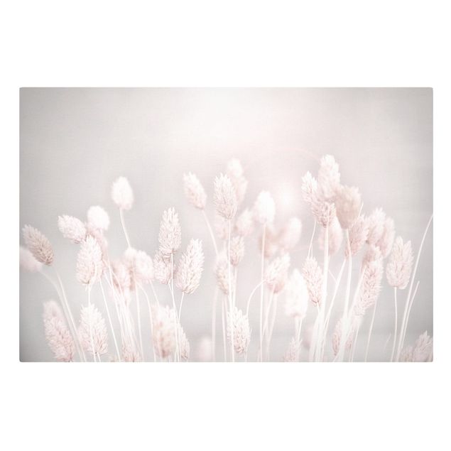Billeder blomster Pale Grass In Sunlight
