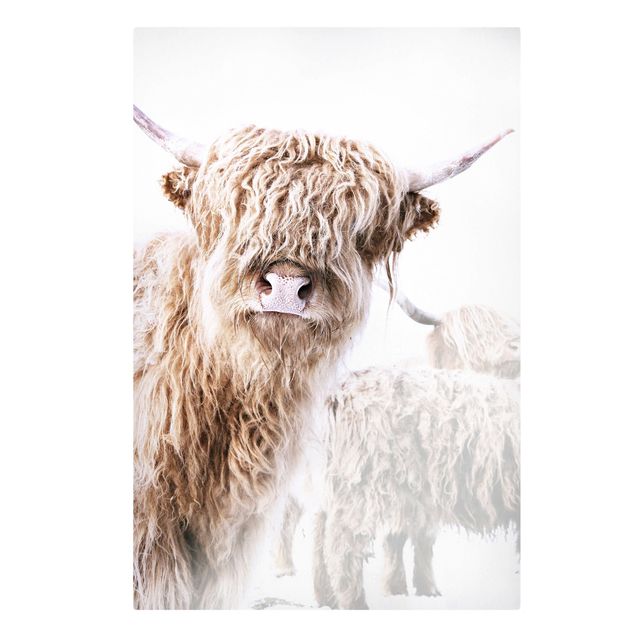 Billeder Monika Strigel Highland Cattle Karlo