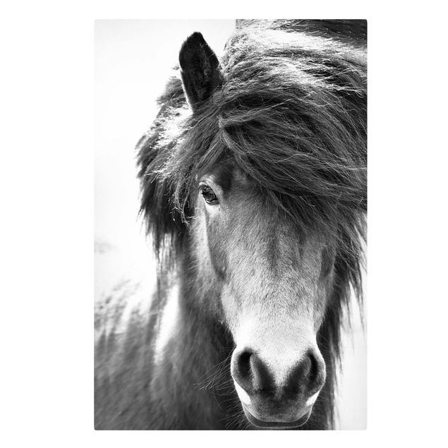 Billeder på lærred dyr Icelandic Horse In Black And White