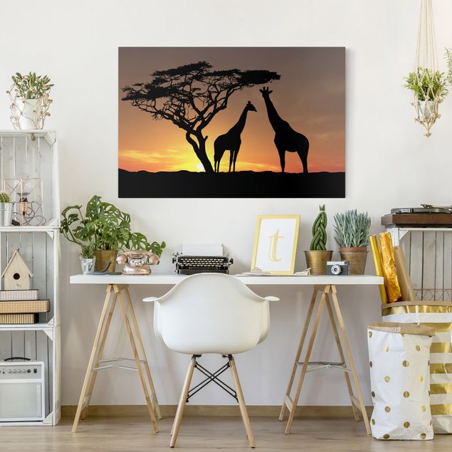 Billeder giraffer African Sunset