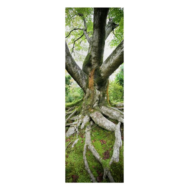 Billeder på lærred skove Old Tree