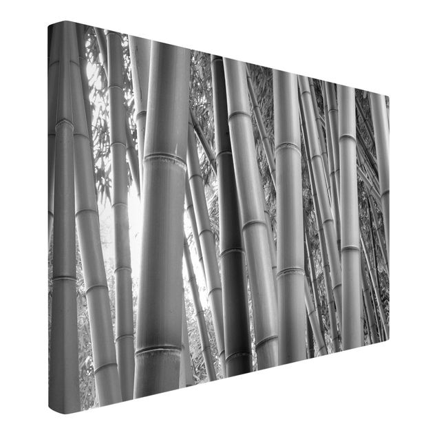 Billeder bambus Bamboo