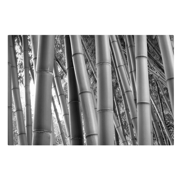 Billeder landskaber Bamboo