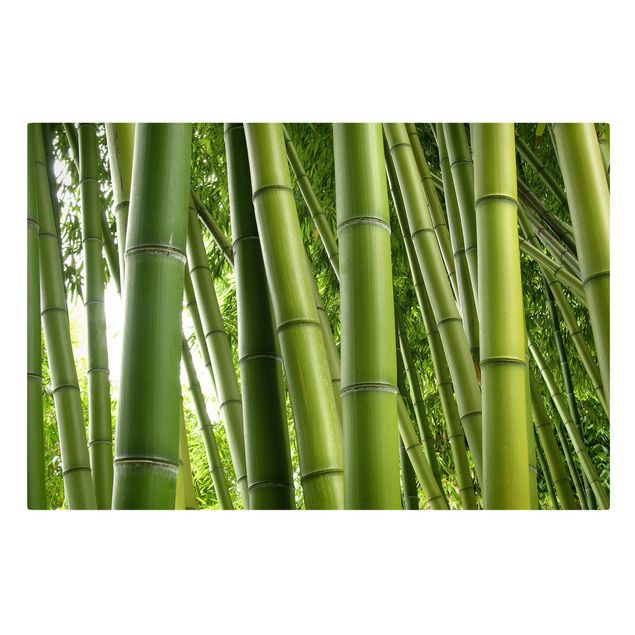 Billeder landskaber Bamboo Trees