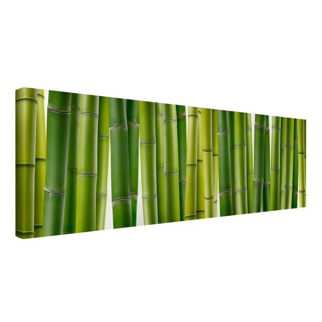 Billeder bambus Bamboo Plants