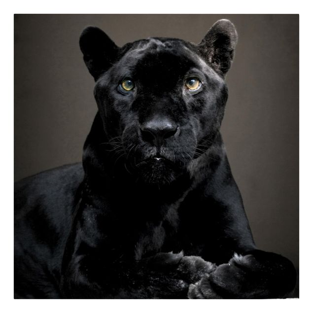 Billeder moderne Black Puma