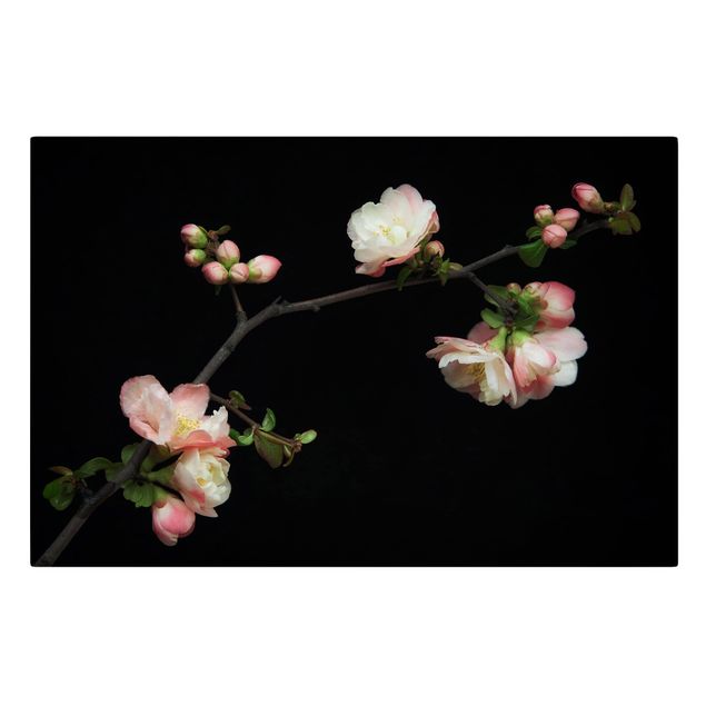 Billeder Blossoming Branch Apple Tree
