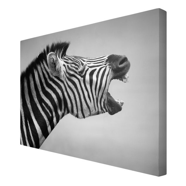 Billeder Afrika Roaring Zebra ll