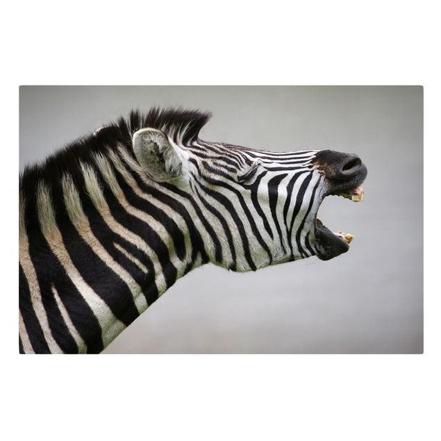 Billeder moderne Roaring Zebra