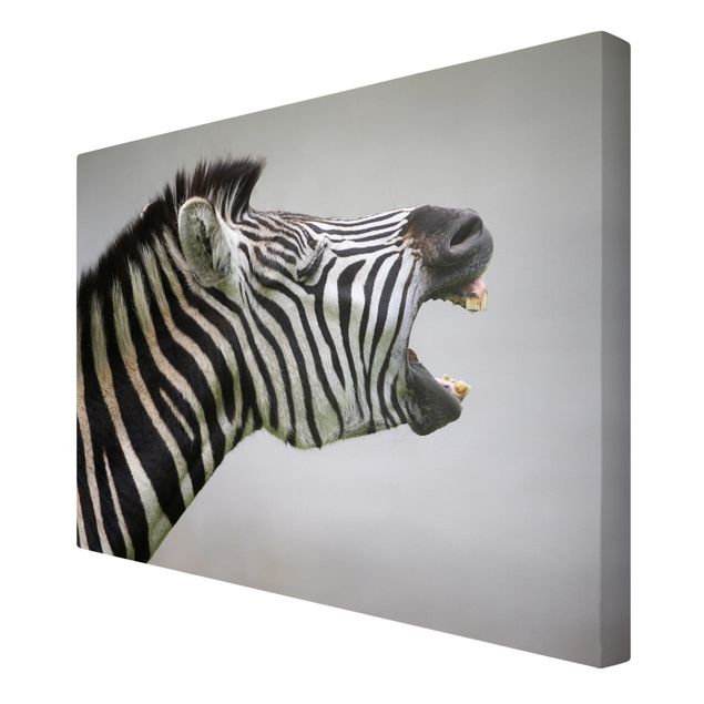 Billeder dyr Roaring Zebra