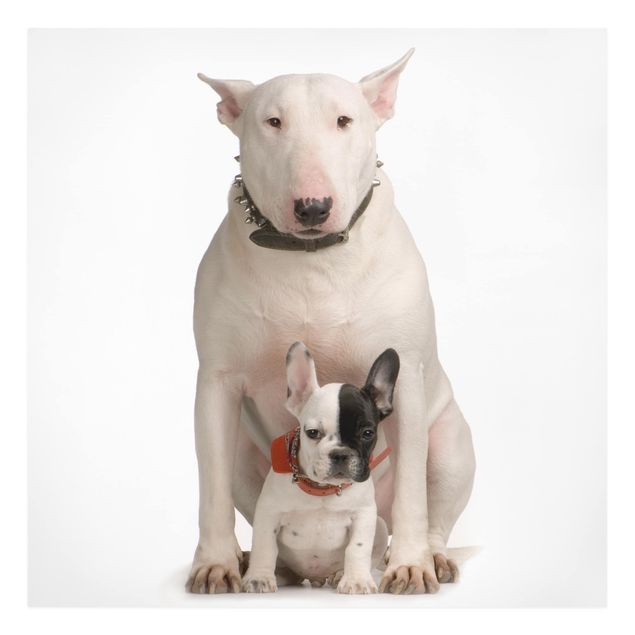 Billeder moderne Bull Terrier and Friend
