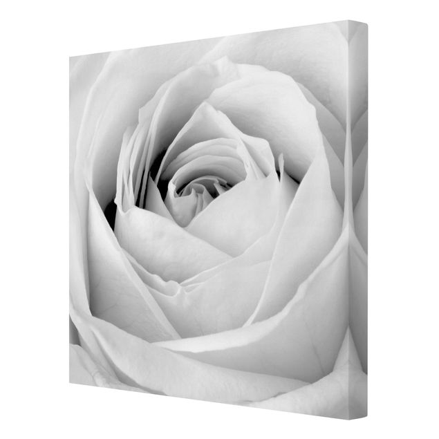 Billeder sort og hvid Close Up Rose