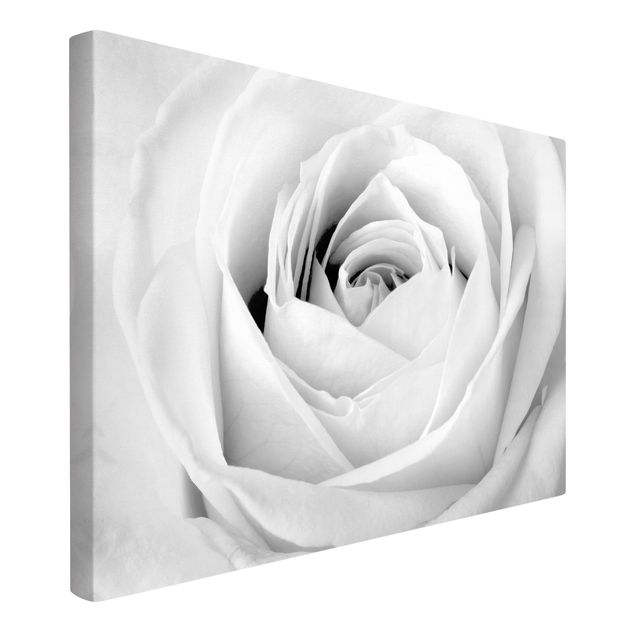 Billeder på lærred sort og hvid Close Up Rose