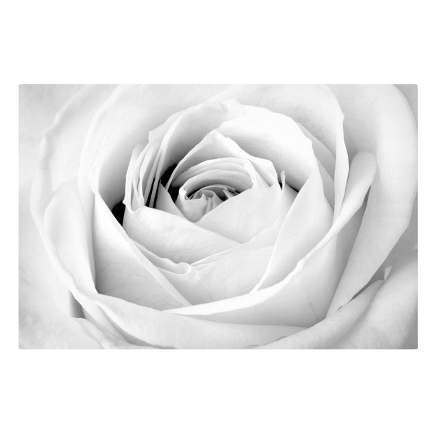 Billeder blomster Close Up Rose