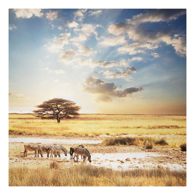 Billeder på lærred solnedgange Zebras' lives
