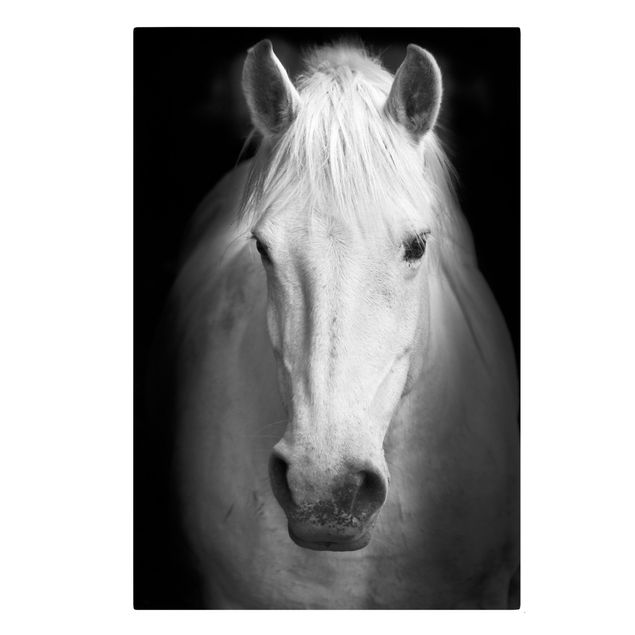 Billeder moderne Dream Of A Horse