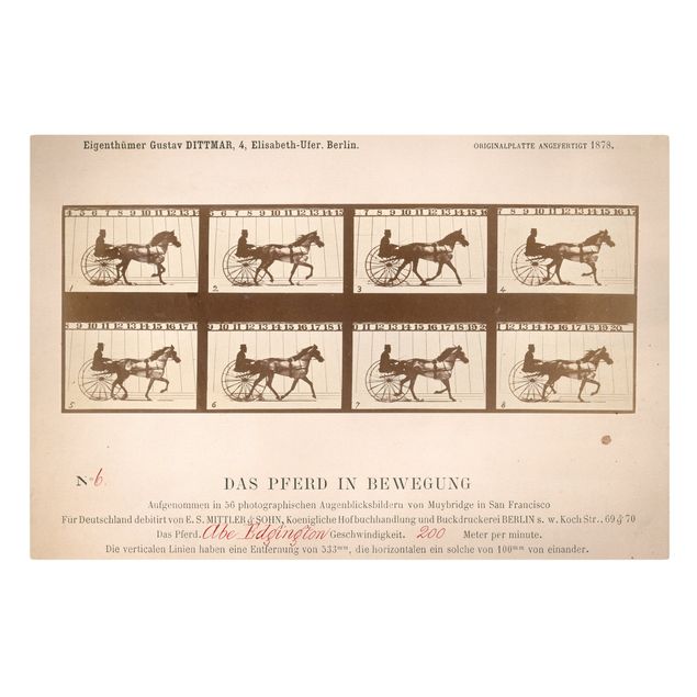 Billeder på lærred kunsttryk Eadweard Muybridge - The horse in Motion