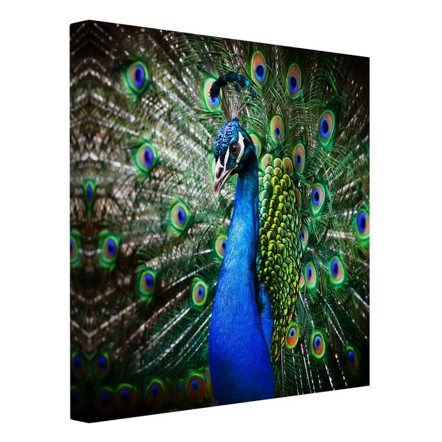 Billeder på lærred dyr Noble Peacock