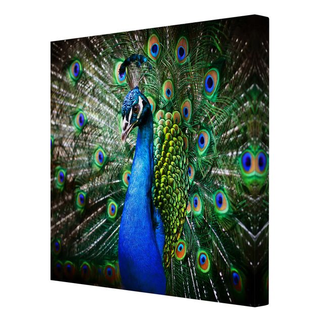 Billeder blå Noble Peacock