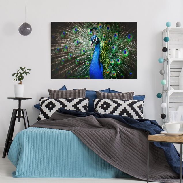 Billeder fjedre Noble Peacock