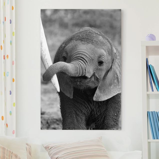 Billeder på lærred elefanter Baby Elephant