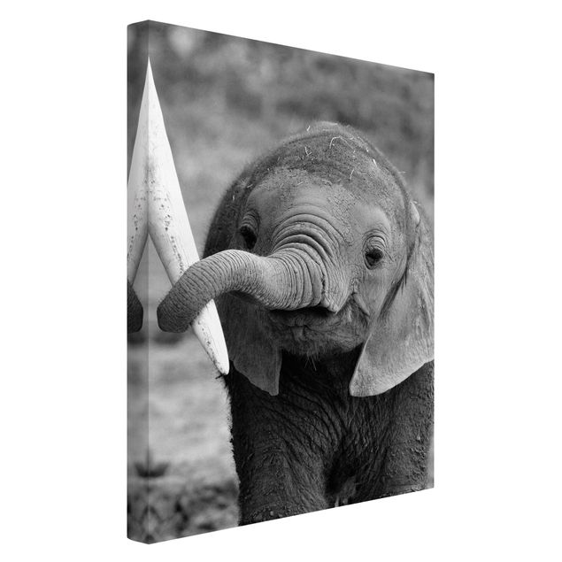 Billeder på lærred sort og hvid Baby Elephant