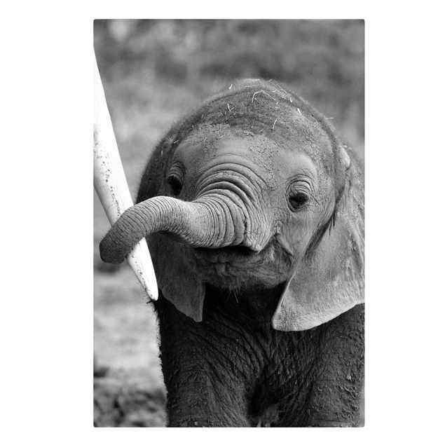 Billeder på lærred dyr Baby Elephant