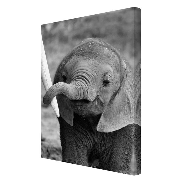 Billeder moderne Baby Elephant