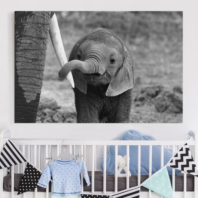 Billeder på lærred elefanter Baby Elephant