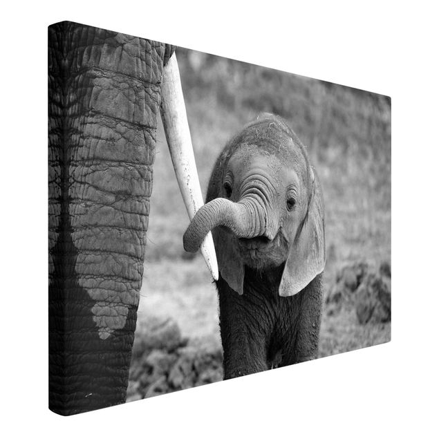 Billeder på lærred sort og hvid Baby Elephant