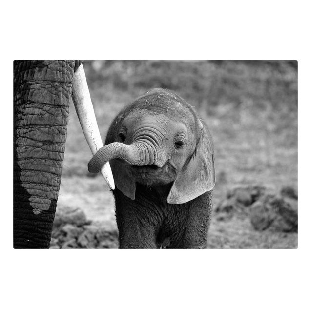 Billeder på lærred dyr Baby Elephant