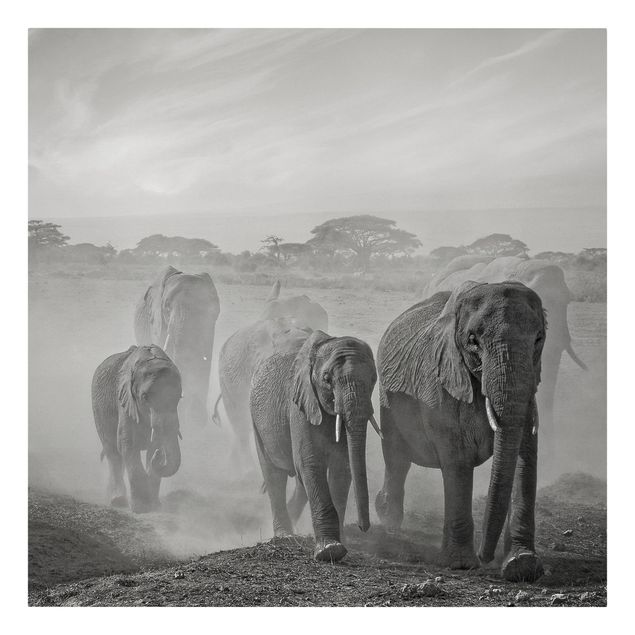 Billeder på lærred sort og hvid Herd Of Elephants