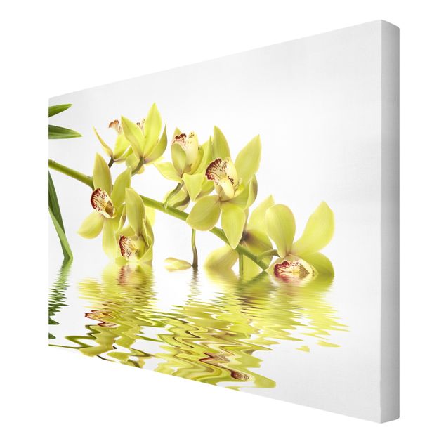 Billeder blomster Elegant Orchid Waters