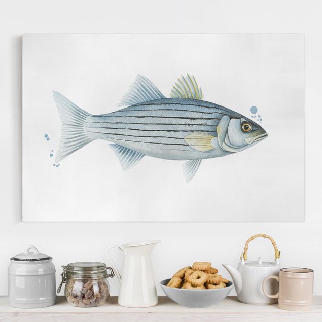 Billeder på lærred fisk Color Catch - White Perch