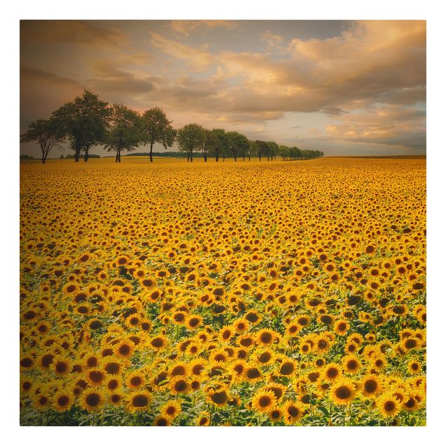 Billeder på lærred arkitektur og skyline Field With Sunflowers