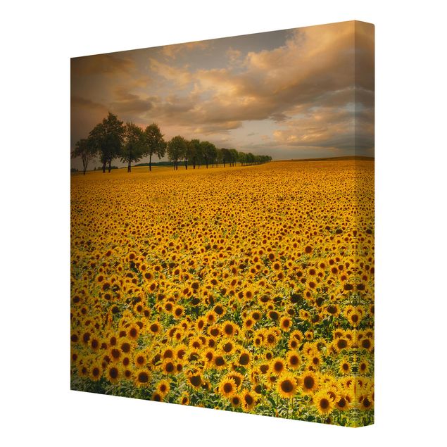 Billeder på lærred blomster Field With Sunflowers