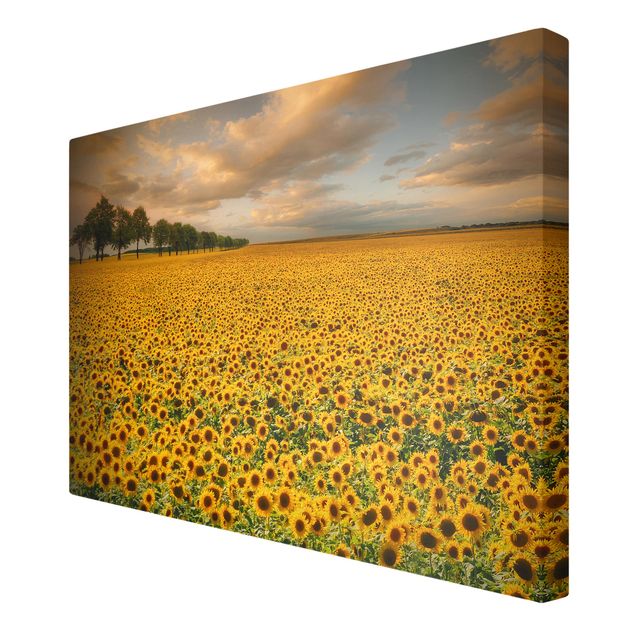 Billeder blomster Field With Sunflowers