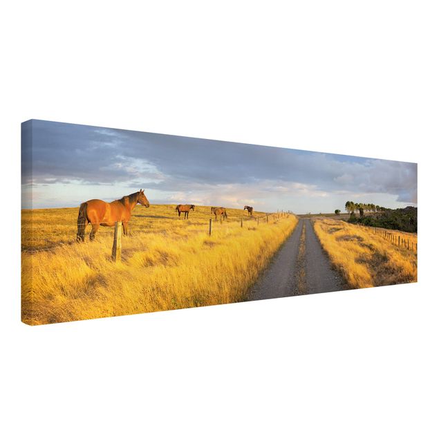 Billeder landskaber Field Road And Horse In Evening Sun