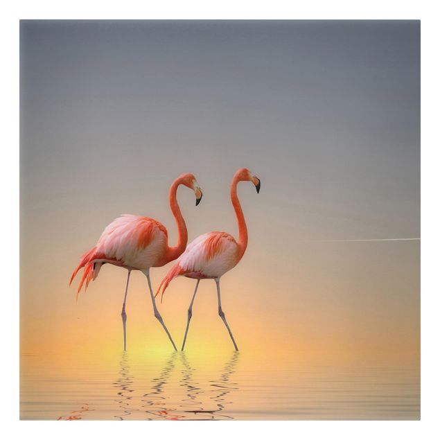 Billeder Afrika Flamingo Love