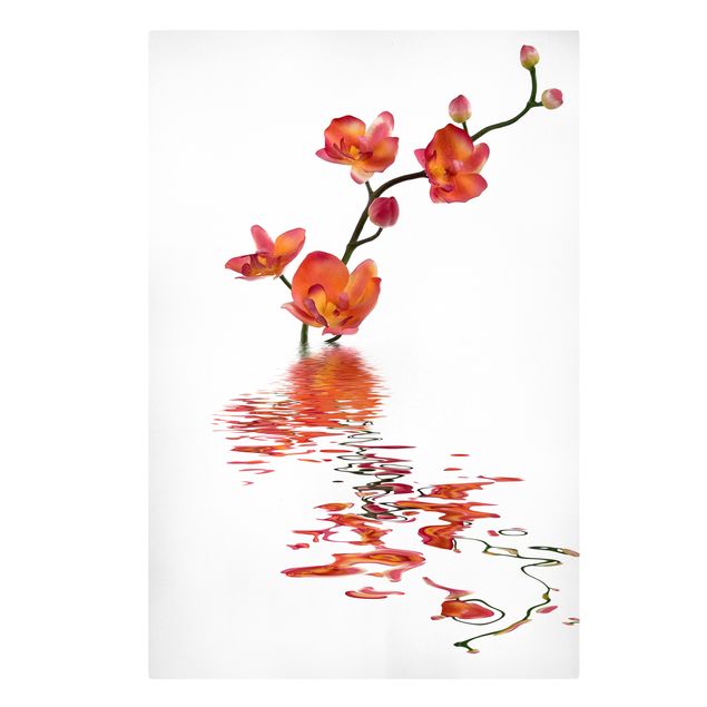 Billeder blomster Flamy Orchid Waters