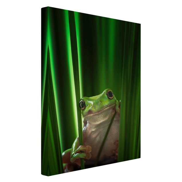 Billeder moderne Merry Frog