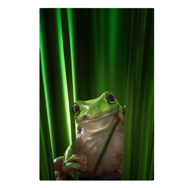 Billeder dyr Merry Frog