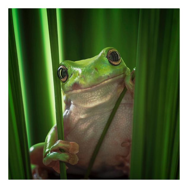 Billeder dyr Merry Frog