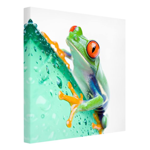 Billeder moderne Frog