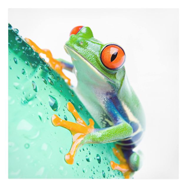 Billeder dyr Frog