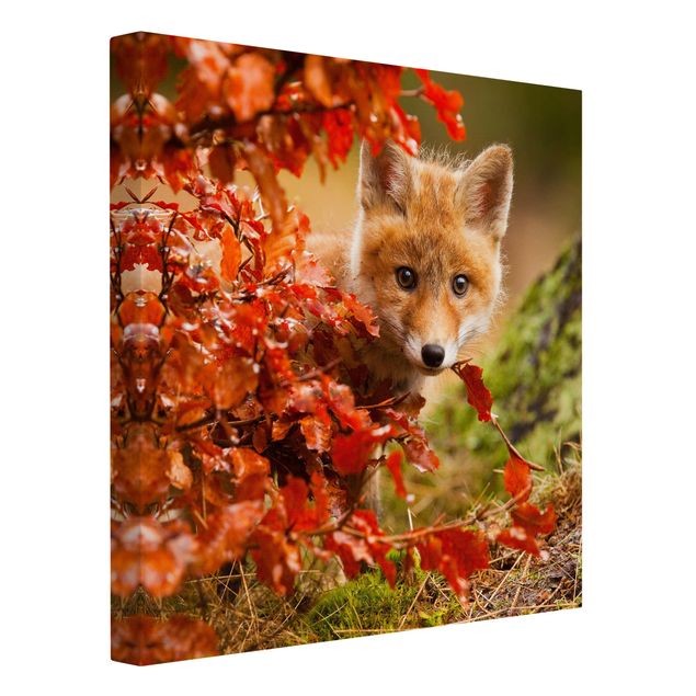 Billeder på lærred landskaber Fox In Autumn