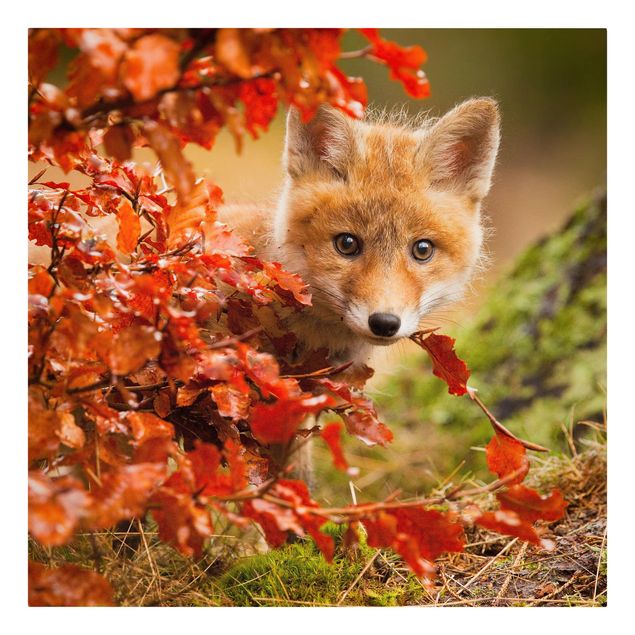 Billeder på lærred skove Fox In Autumn